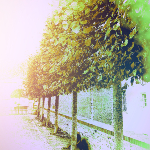 Photographie d'une allée bordée d'arbres aux feuilles vertes et jaunes.