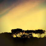 Photographie d'un couché de soleil. Les arbres noirs privés de lumière, le ciel teinté de nuances bleues, roses et jaunes.