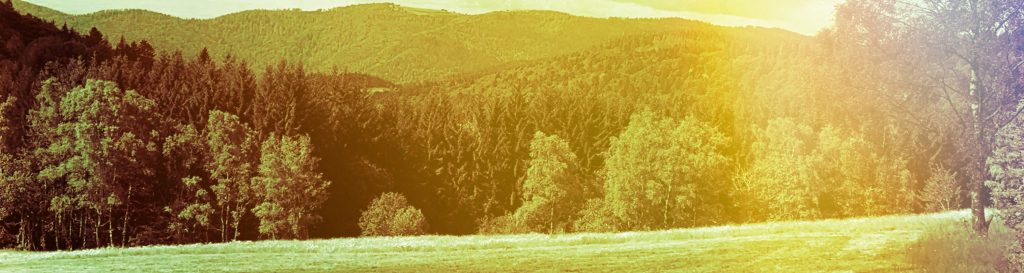 Photographie d'un pré verdoyant au rouge gazon dans les Vosges, les montagnes à l'horizon bordées de sapin.