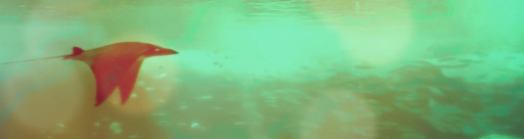 Photographie d'une raie Manta nageant au milieu d'un ban de poisson. Les eaux sont limpides et calmes d'un bleu turquoise avec des reflets bruns.