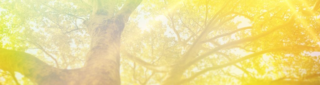 Photographie de la cime d'un tilleul avec le soleil qui brille entre les feuilles.