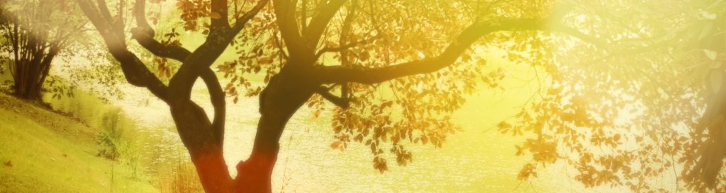 Photographie d'un saule baigné de lumière poussant au bord d'un lac.