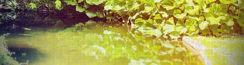Photographie d'un bassin rempli d'eau verte et entouré de nénuphars verts et bruns.