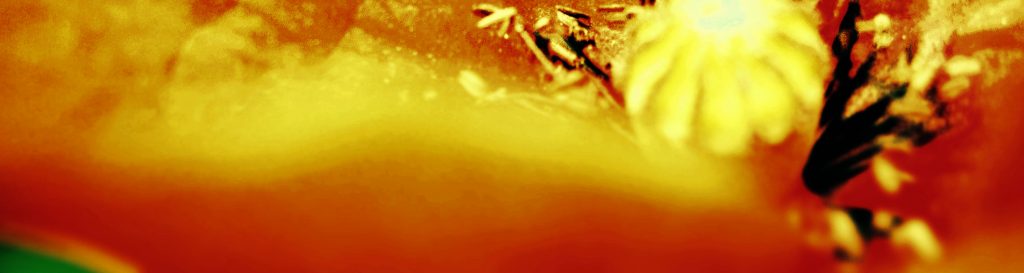 Photographie du cœur d'un coquelicot rouge et jaune.