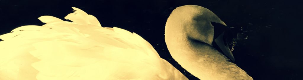 Photographie d'un cygne blanc nageant sur des eaux sombres.