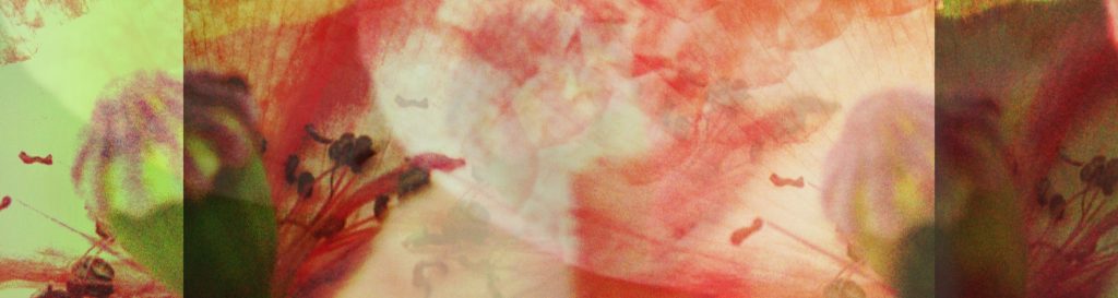 Photographie en superposition de coquelicots sauvages aux pétales de couleur rouge et blanche.