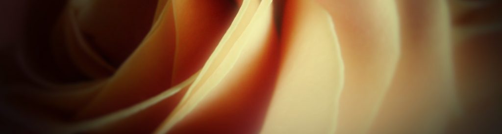 Photographie d'une rose aux pétales nacrés et feutrés.