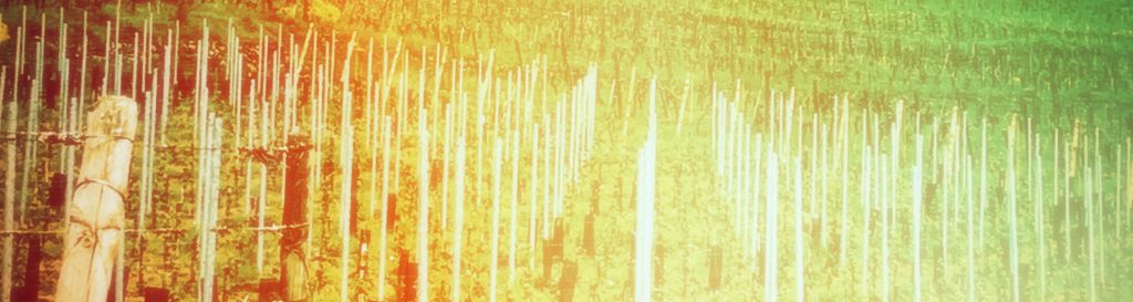 Photographie de collines bordées de vignes.