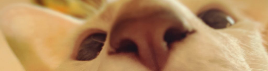 Photographie d'un siamois blanc  facétieux.