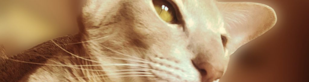 Photographie de Rambo chat oriental à l'allure magnifique et intrigante.