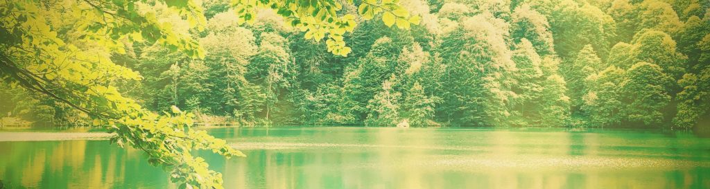 Photographie du lac des perches dans les Vosges entouré de sapins majestueux.