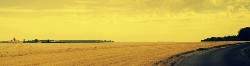 Photographie d'un champ de blé reflétant des instants la passion laissant place à l'interdit.