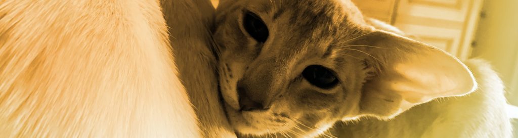 Photographie de Rocky et Rambo chats frères jamais l'un sans l'autre.