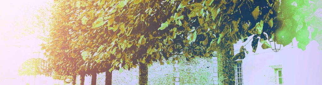Photographie d'une allée bordée d'arbres aux feuilles vertes et jaunes. 