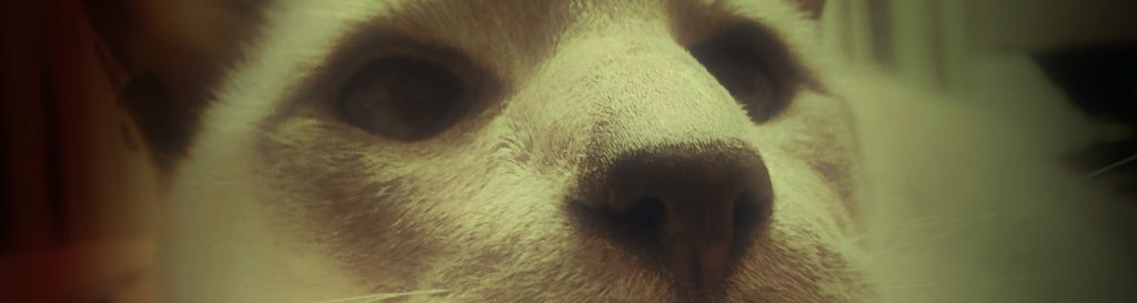 Photographie de mon magnifique et fidèle chat siamois Soprano.