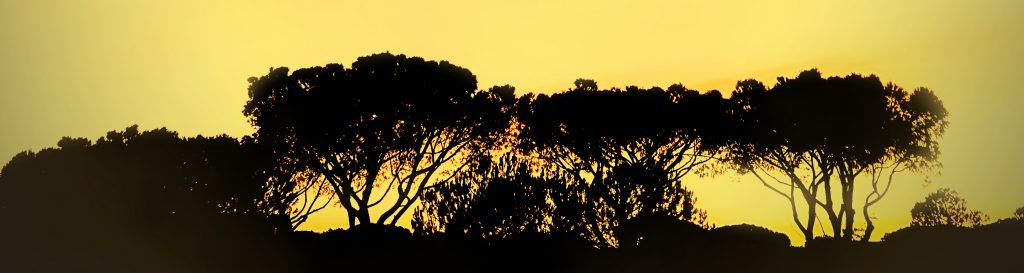 Photographie d'un couché de soleil. Les arbres noirs privés de lumière, le ciel teinté de nuances bleues, roses et jaunes.