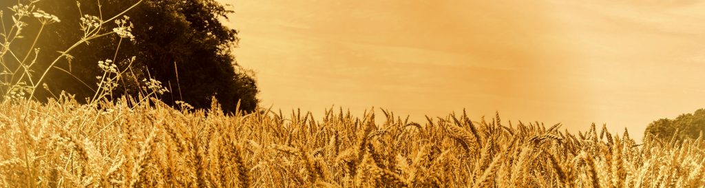 Un champ de blé doré, bercé par le vent sous un ciel d'azur, avec des arbres en arrière-plan, symbolisant la sérénité de la nature.