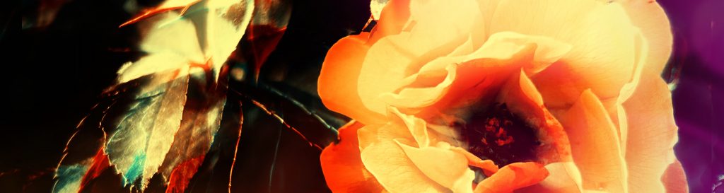 Photographie représentant une fleur d'églantier