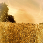 Un champ de blé doré, bercé par le vent sous un ciel d'azur, avec des arbres en arrière-plan, symbolisant la sérénité de la nature.