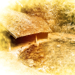 Un lavoir ancien, harmonieusement dissimulé parmi les arbres centenaires, offrant un tableau pittoresque et apaisant où la nature rencontre l'histoire.