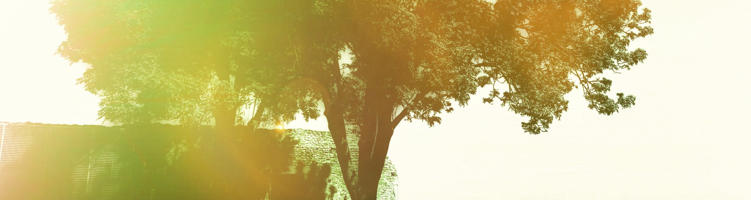 Photographie d'un arbre doré poussant dans la cour du château de Falaise